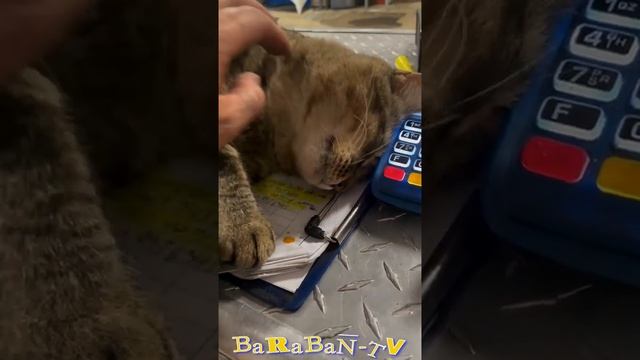 😺 Зря мы пили это молоко! 🐈 Самое смешное видео с кот? смотреть онлайн