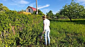 Дача заросла 🌿 | Жасмин к чаю