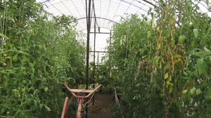 Работа в сентябре с пчёлами