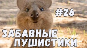 Я РЖАЛ ДО СЛЕЗ 😹 СМЕШНЫЕ КОШКИ И СОБАКИ  СМЕШНЫЕ ЖИВОТНЫЕ 2025 😹 ЛУЧШИЕ ПРИКОЛЫ #26