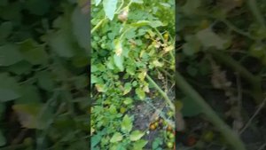 Томат смородинолистный дикий, это сладкий изюм! #томат