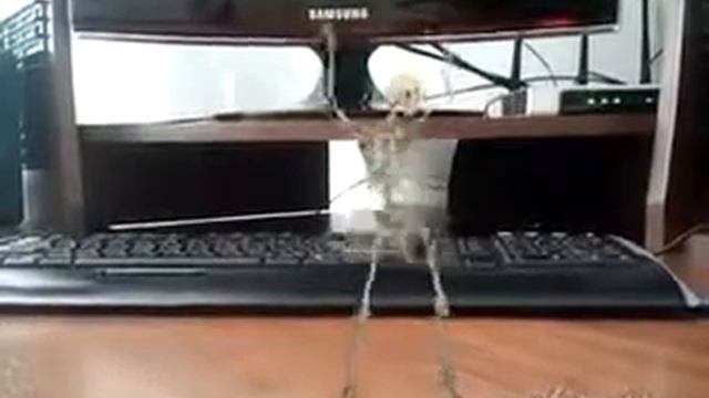 Чеченские приколы смотреть онлайн