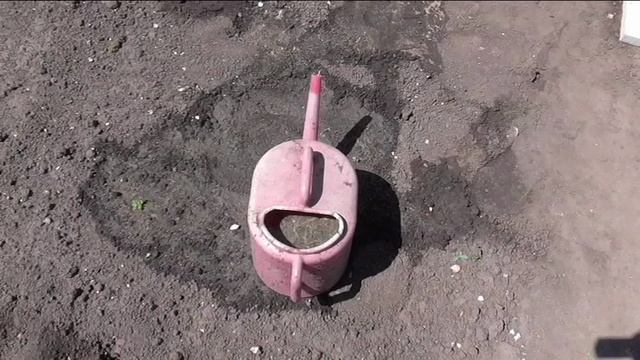 Жидкая подкормка клубники куриным пометом в конце мая