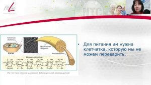 Как работает ЖКТ- часть 2