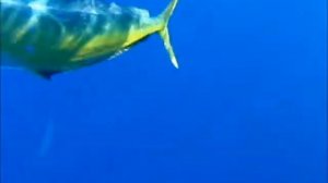 Rent a Yacht Montenegro, Аренда парусных яхт ЧЕРНОГОРИЯ.wmv