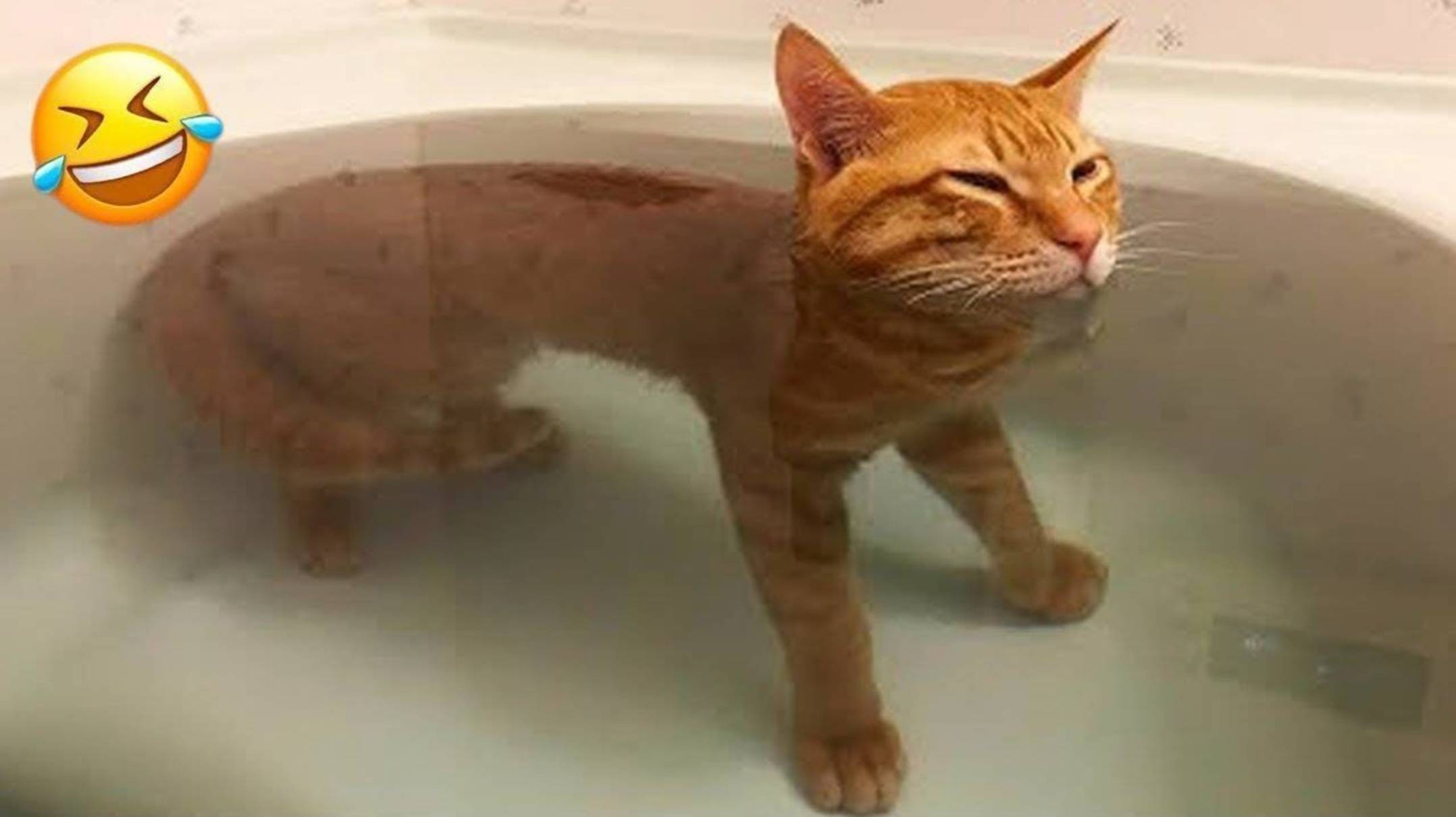 ПРИКОЛЫ С ЖИВОТНЫМИ ДО СЛЕЗ 😹 Смешные КОТЫ 2025