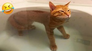 ПРИКОЛЫ С ЖИВОТНЫМИ ДО СЛЕЗ 😹 Смешные КОТЫ 2025