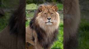 Красивый Нашид ❤️🫀🦁