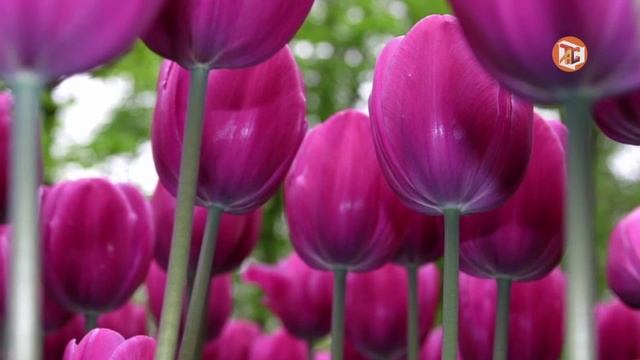 Зарождение весны смотреть онлайн