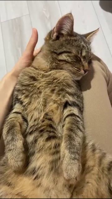 кот Барсик 🐱 любитель засыпать на коленях хозяйки