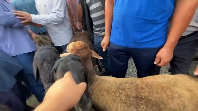 НАРХИ 2 ИЮЛИ БОЗОРИ ЧИЛСОЛАГИ ГАНДУМ ЧАВ ГУГОРИ АРПА БУГДОЙ ГУСФАНД КУЧКАР БАРАНЧИКИ СОВЛУК БУКА 22 смотреть онлайн