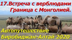 17.Встреча с верблюдами.Граница с Монголией. Автопутешествие Биробиджан-Алтай 2020.