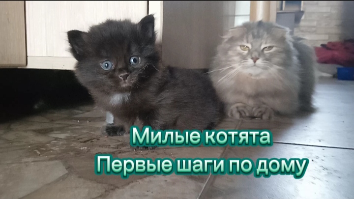 Котёнок Чернушка, первые шаги по дому