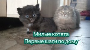 Котёнок Чернушка, первые шаги по дому