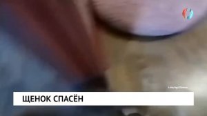 Щенок спасён