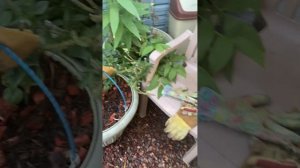 Морской коктейль для растений, мое спасение! Все горит