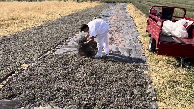 Вот так начинается лавандовый раф :) смотреть онлайн