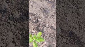 Супер приспособление для прополки из проволоки.Это ра