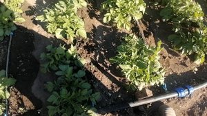 КАК ДОЛЖЕН КАРТОФЕЛЬ ВЫГЛЯДЕТЬ ПОСЛЕ ОКУЧИВАНИЯ.