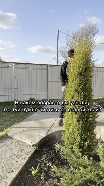 А вы знали, что туи нужно чистить от старой хвои?