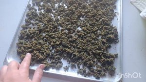 ЧАЙ ИЗ ОДУВАНЧИКОВ//КАК ПРАВИЛЬНО ЗАГОТОВИТЬ ЦВЕТКИ О?