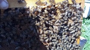 18.05.2025 г. Пчёлы входят в роевое состояние. (Окончание)