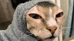 А вы знали, что котики тоже могут стрессовать. Пушистая и лысый друг.