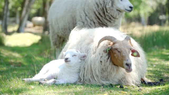 "Ты баранов посчитал?" (Выражение из фильма Мимино) смотреть онлайн