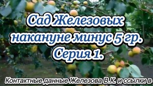 Сад Железовых накануне минус 5 гр. Серия 1.