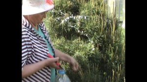 Формируем сосенку и косим траву
