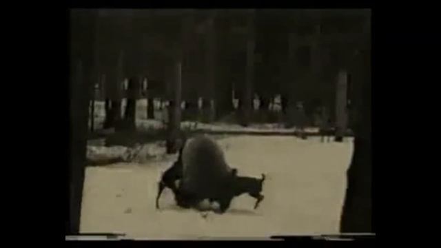 Ягдтерьер - ВОИН БЕЗ ДОСПЕХОВ! // Всё о породе