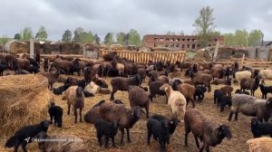 Овечье раздолье в Причулымье: как семейная пара из гор