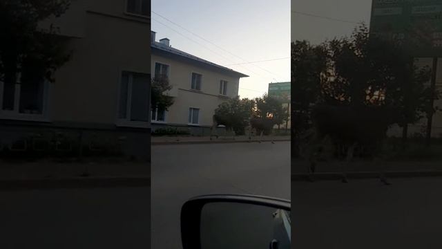 Лоси в Вятских Полянах