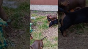 Младшие таксята на прогулке. Возраст 42 дня.