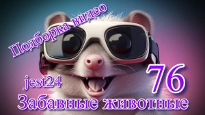 Забавные животные / Подборка видео №76