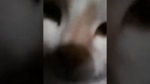 Клип песни : о ю тач май талала!!!