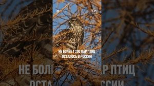 Более 150 тысяч видов животных обитают в России. Автор: Сайлюгенский национальный парк #shorts