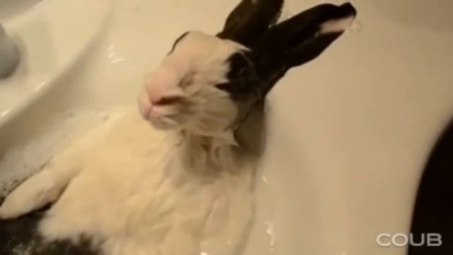 КРОЛИК смотреть онлайн