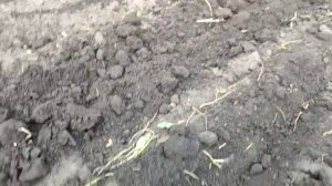 Пахота огорода 4-х корпусным плугом на мтз-82