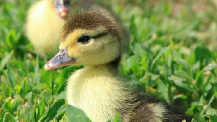 Индоутятам сутки!🐣🐥🦆