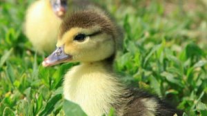 Индоутятам сутки!🐣🐥🦆