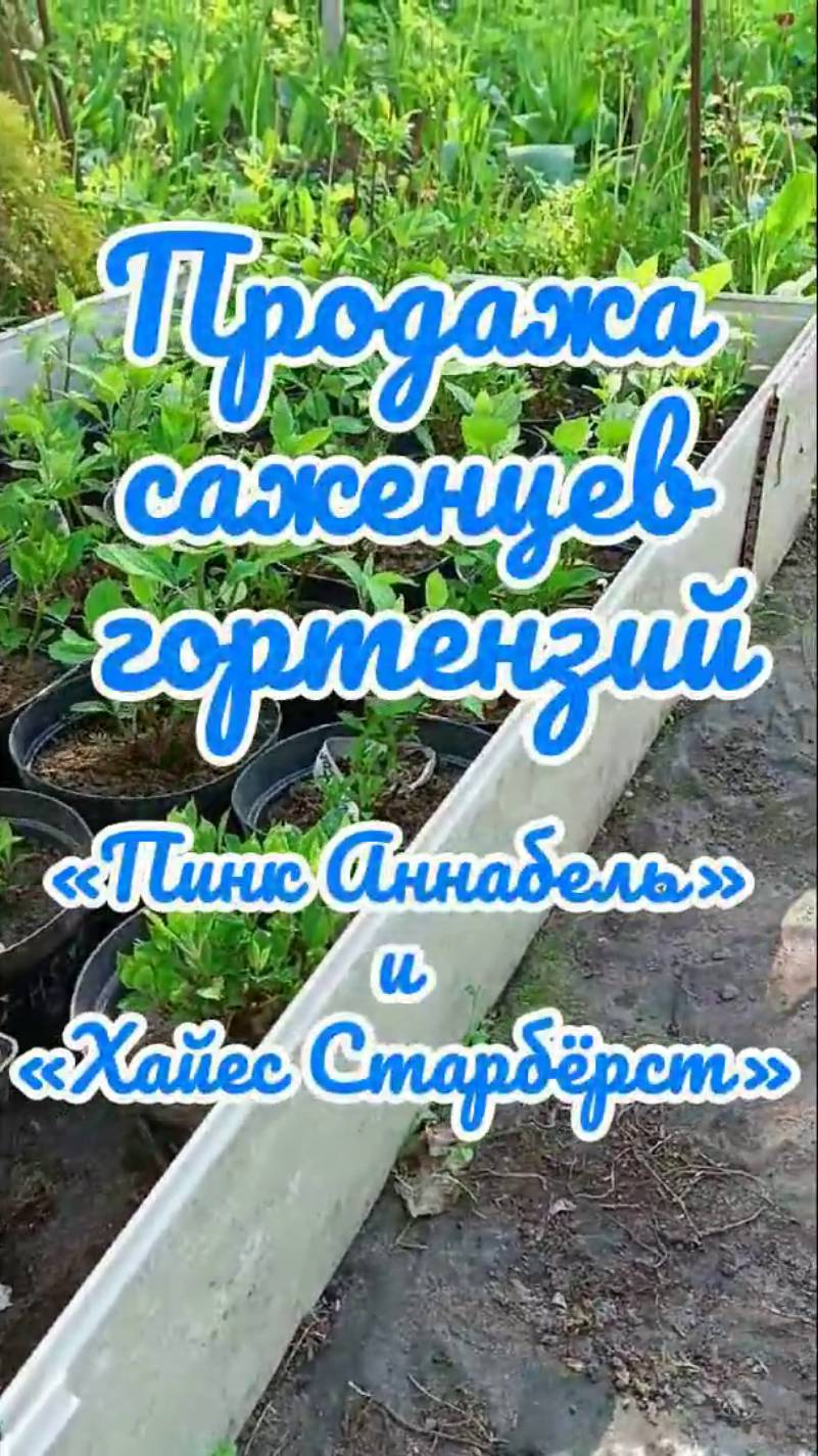 23.05.25г. Продажа саженцев гортензий древовидных «Пинк Аннабель» и «Хайес Старбёрст».
