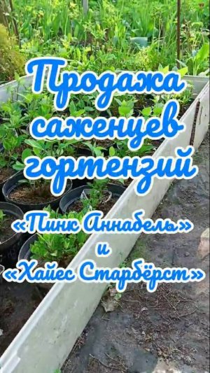 23.05.25г. Продажа саженцев гортензий древовидных «Пинк Аннабель» и «Хайес Старбёрст».