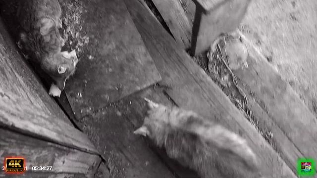 Тестирование в ночном режиме съёмка с экрана, и дневна смотреть онлайн