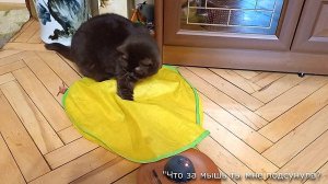 Кошки-мышки