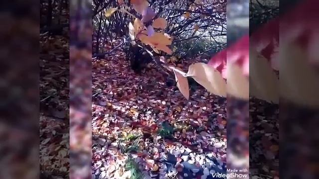 НА ПРОГУЛОЧКУ СО МНОЙ 🍁☀🍂 смотреть онлайн