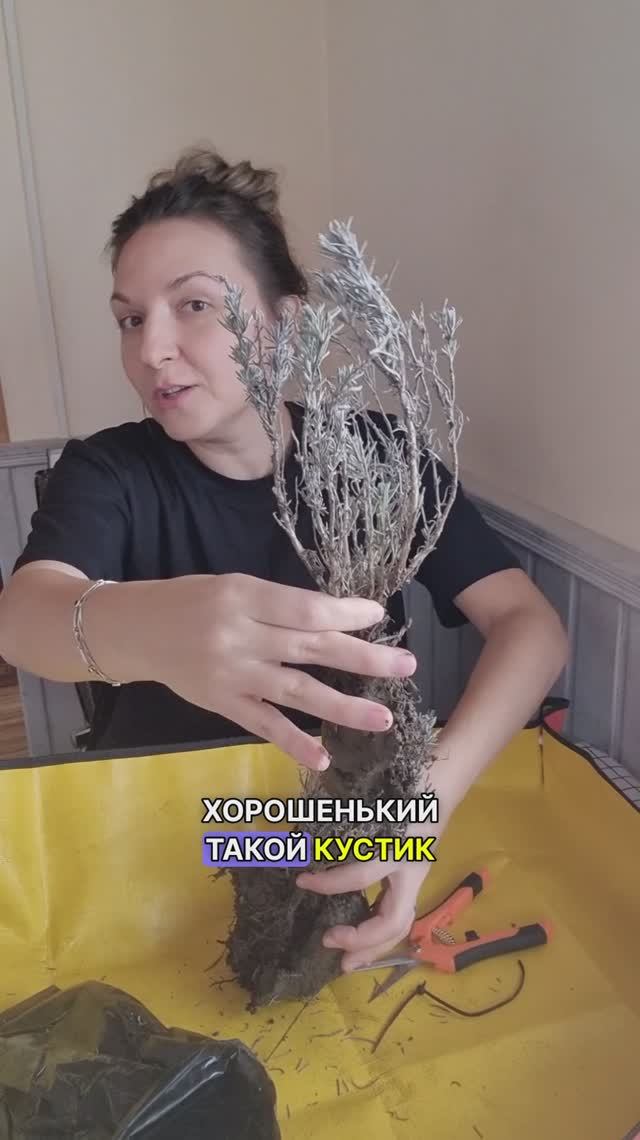Распаковка саженцев #цветы #дача
 #дачники #сад #мойсад #загороднаяжизнь
 #vkvideo #рассада