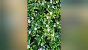 ТОП 19 КУСТАРНИКОВ, которые станут ЗВЕЗДАМИ Вашего САД?
