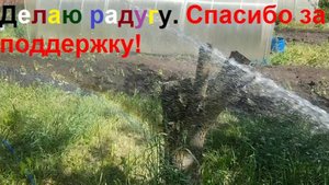250528 Делаю радугу поливаю огород Рассада помидор поливка из шланга водой помидоров Дача город Орёл