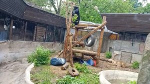 Московский зоопарк. Гималайский медведь, от жары не хочется еды и  играть,в берлоге спрятаться лучше